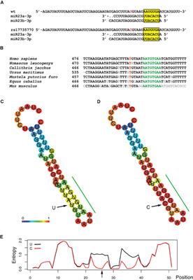 A Common Variant at the 3'untranslated Region of the CCL7 Gene (rs17735770) Is Associated With Decreased Susceptibility to Coronary Heart Disease